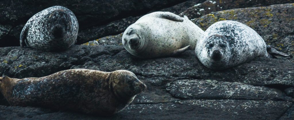 Grey Seals on rocks in Cornwall
